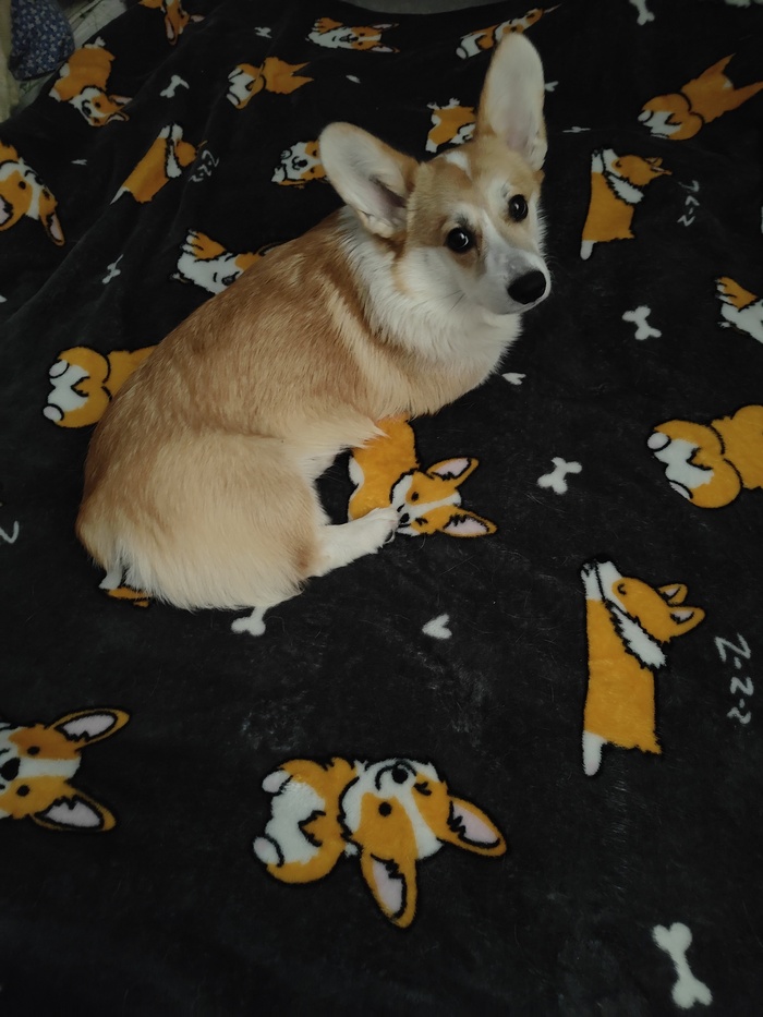 Немного Фокса на Фоксах в ленту)) Корги, Вельш корги пемброк, Собака, Мобильная фотография, Плед, Кровать, Расслабление, Длиннопост