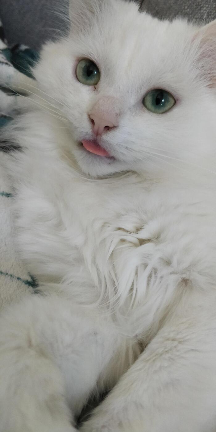 Я случайно приучила свою кошку к лечению расстройств пищевого поведения...