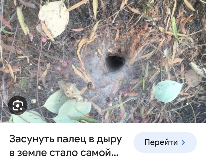    . )   <a href="https://pikabu.ru/story/p__p__poznavatelno_10921252?u=https%3A%2F%2Fpikabu.ru%2Fstory%2Fuzhasnyiy_pauchok_i_bolshoy_i_ochen_yadovityiy_i_pautinu_pletet_9686110&t=%D0%A3%D0%B6%D0%B0%D1%81%D0%BD%D1%8B%D0%B9%20%D0%BF%D0%B0%D1%83%D1%87%D0%BE%D0%BA%3A%20%D0%B8%20%D0%B1%D0%BE%D0%BB%D1%8C%D1%88%D0%BE%D0%B9%2C%20%D0%B8%20%D0%BE%D1%87%D0%B5%D0%BD%D1%8C%20%D1%8F%D0%B4%D0%BE%D0%B2%D0%B8%D1%82%D1%8B%D0%B9%2C%20%D0%B8%20%D0%BF%D0%B0%D1%83%D1%82%D0%B8%D0%BD%D1%83%20%D0%BF%D0%BB%D0%B5%D1%82%D0%B5%D1%82&h=fc9549ae5775ab052c20d378ca577defe1ebff3d" title="https://pikabu.ru/story/uzhasnyiy_pauchok_i_bolshoy_i_ochen_yadovityiy_i_pautinu_pletet_9686110" target="_blank"> :  ,   ,   </a>