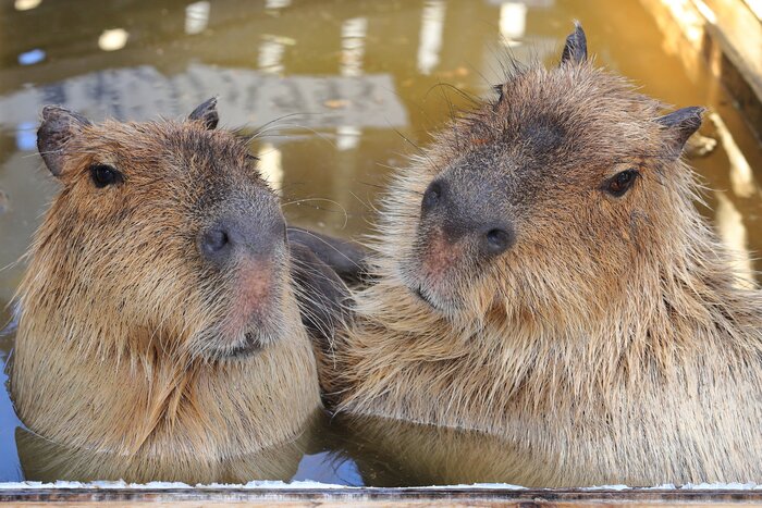 � ������� � ������ :)