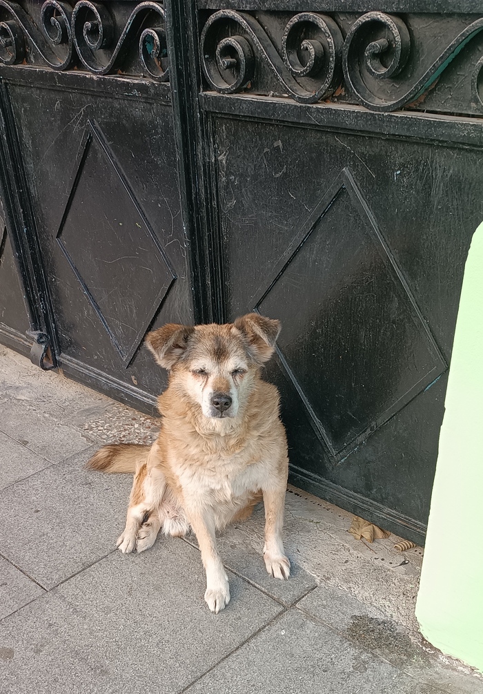 пожилой охранник чьи-то ворот