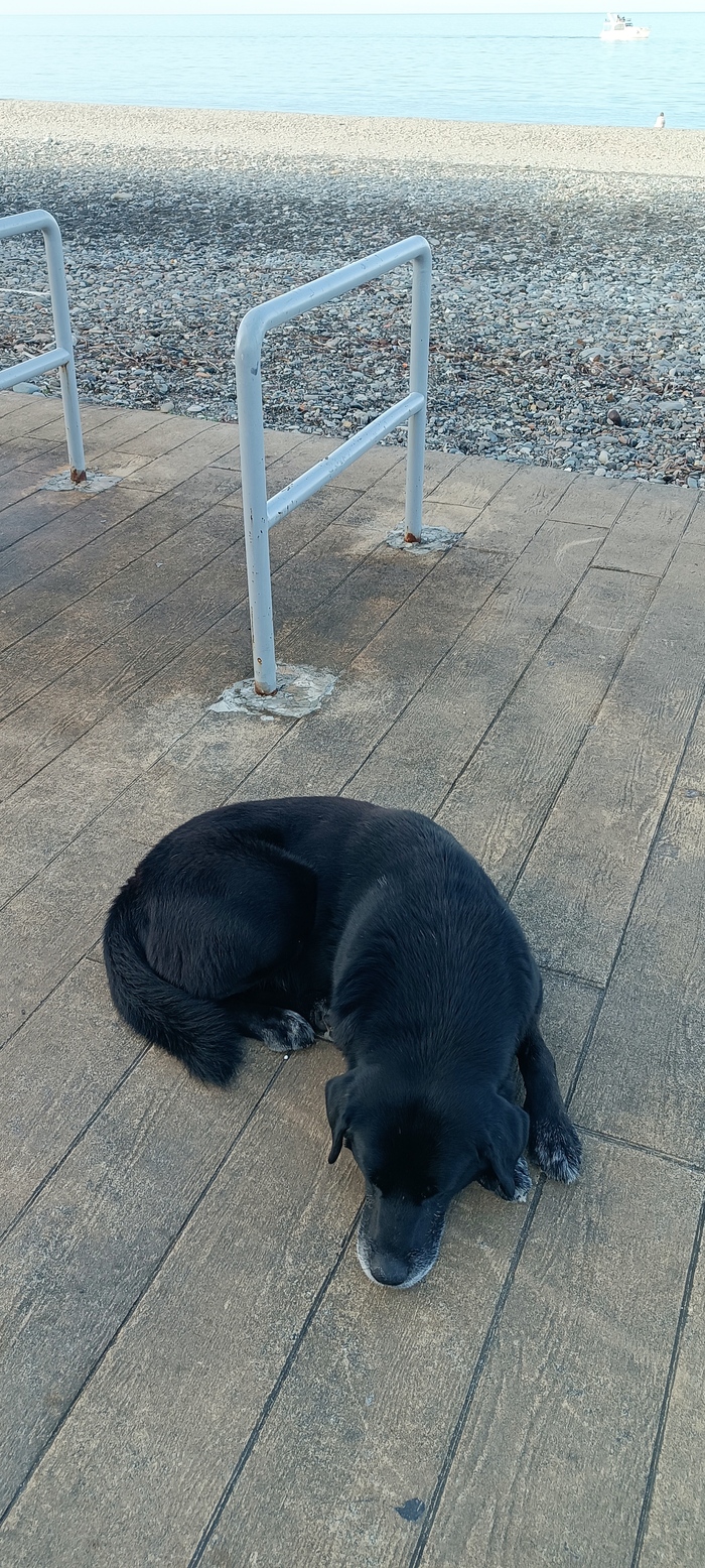 седая морда сыто спит на бульваре