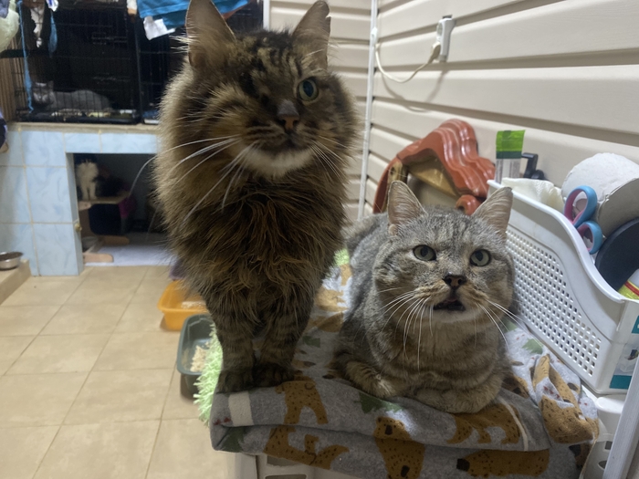 Нас замело, но в приюте тепло и уютно