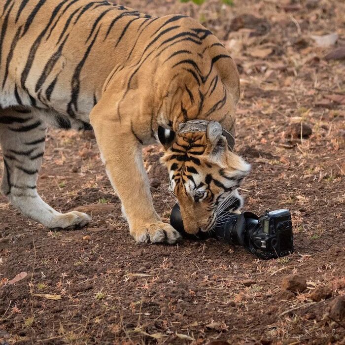 Дорогой подарок | Пикабу