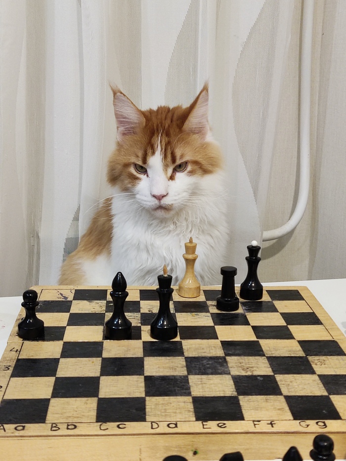 Твоё лицо, когда проиграл партию