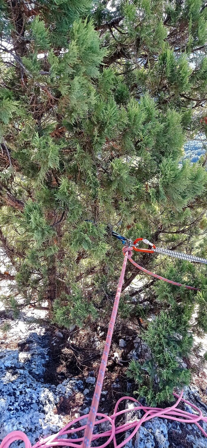 Вариант станции R2 на можжевельнике