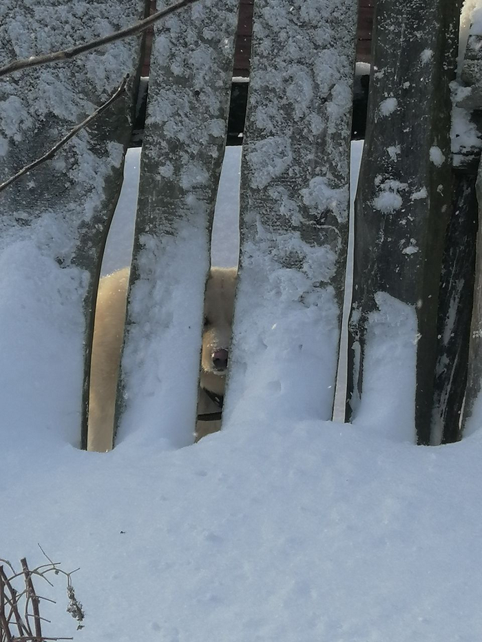 ��� ���� ������, ���� �������������