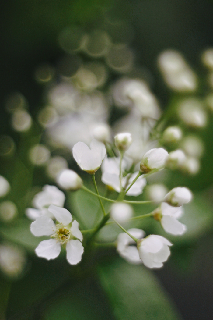 Canon EOS 50D, Pentacon 1.8/50.