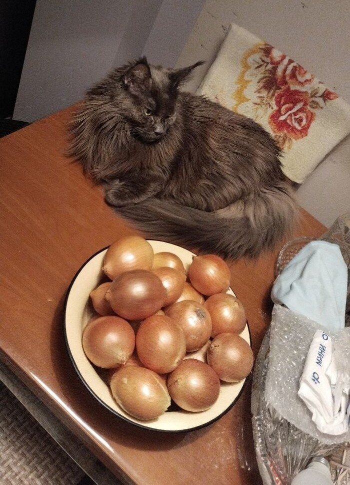 Моя Лукошка