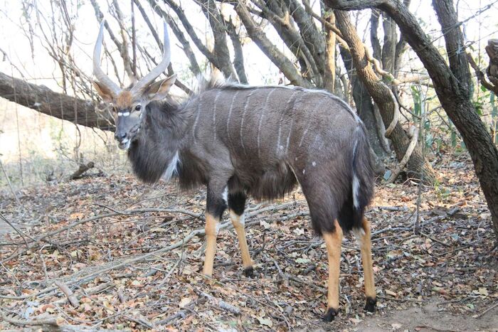 Самец Ньяла, а на ногах - как будто гольфы надеты