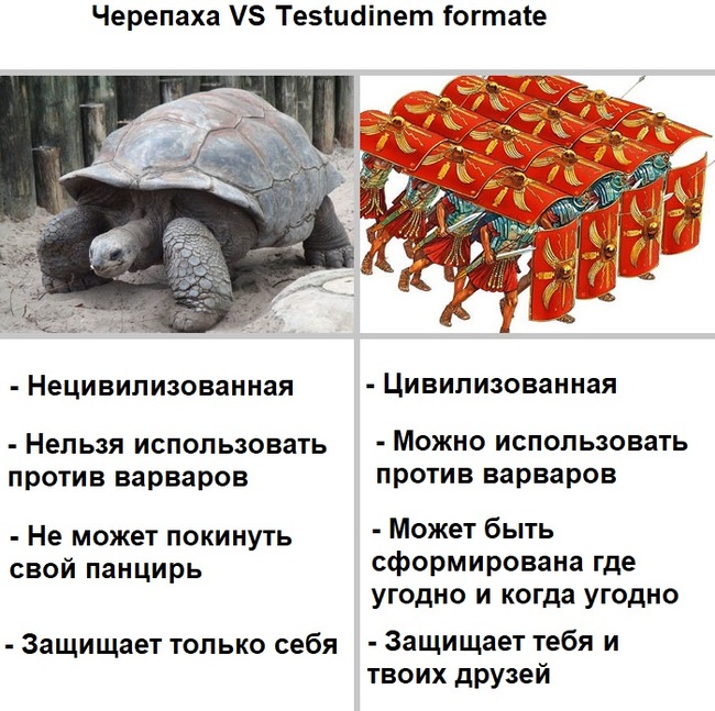 Черепаха vs Черепаха римская