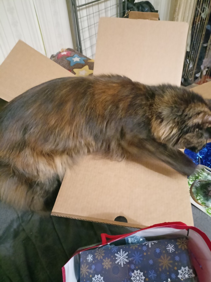 Кошачий патруль не дремлет