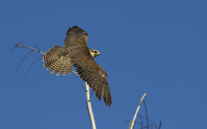 В лесных массивах Москвы изредка можно увидеть даже сокола-сапсана – краснокнижную хищную птицу