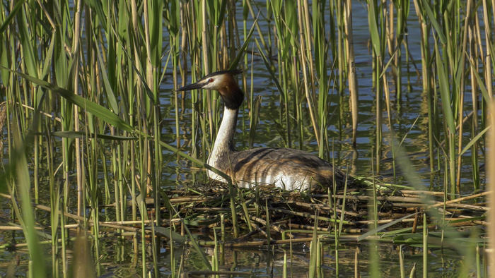 Чомга (поганка) на гнезде. У этих птиц гнездо очень интересное – оно плавучее! Строят его чомги из сухих стеблей различных растений и веточек. Получается маленький легкий плот, который покачивается на воде, а в центре прячется яйцо