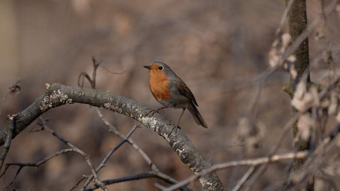 Зарянка – пернатая малютка из семейства мухоловковых. Их можно увидеть практически на любых природных территориях – например, в природном заказнике "Долина реки Сетунь"