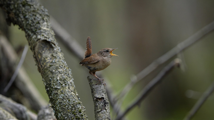 Крапивник – маленький, да удаленький пернатый, который обитает в лесу и зарослях кустарников. Его звонкую энергичную песенку можно услышать даже в трескучие морозы