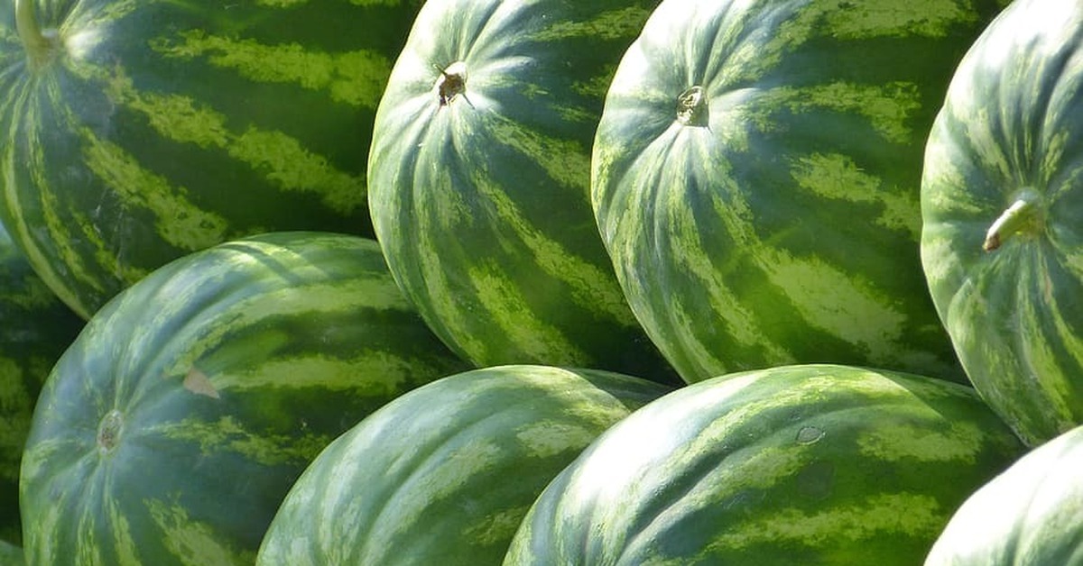 арбуз и дыня. бахчевые растения. арбузов на 20 больше чем дынь. арбузов на 20 больше чем дынь. укрытие для арбуза и дыни.