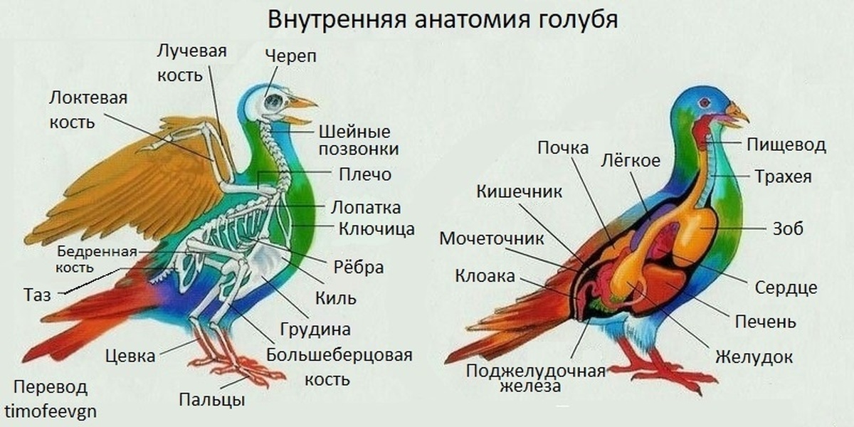 внутреннее строение птиц дыхательная система. внутреннее строение птицы биология 7 класс.