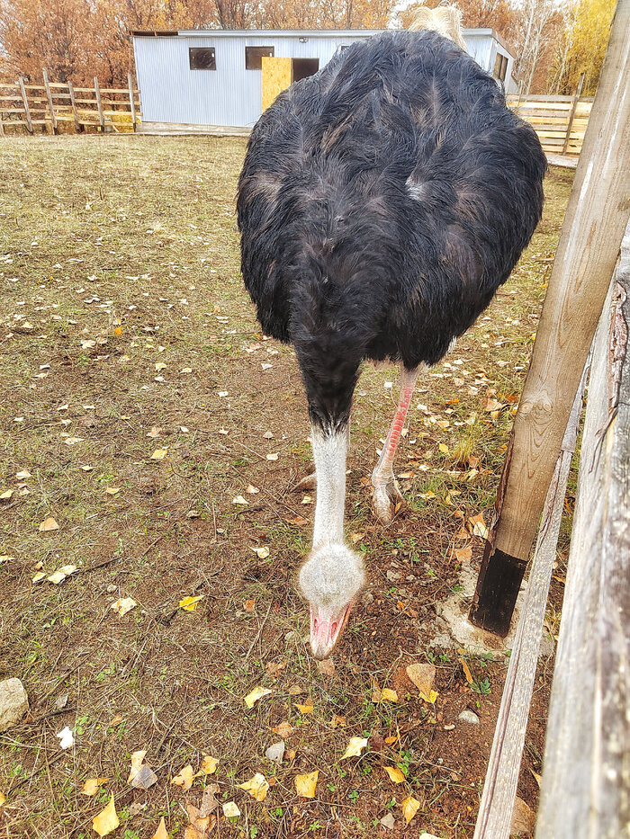 Потомок динозавров