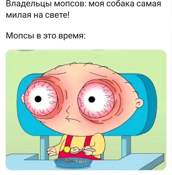 Мопсы | Пикабу