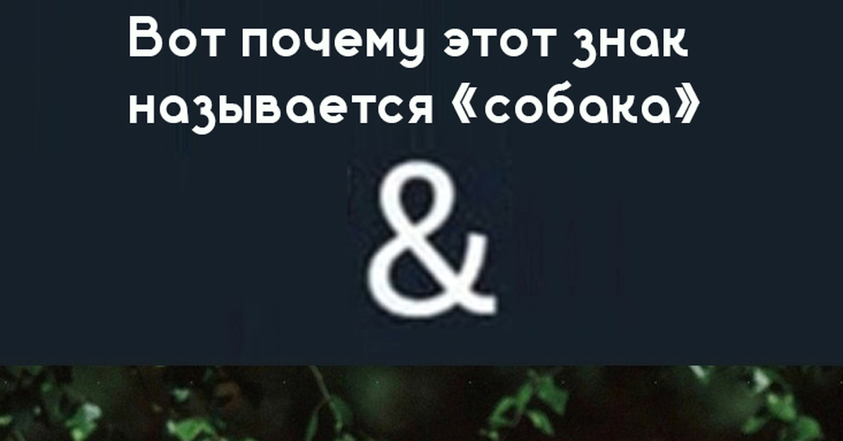 &обака | Пикабу
