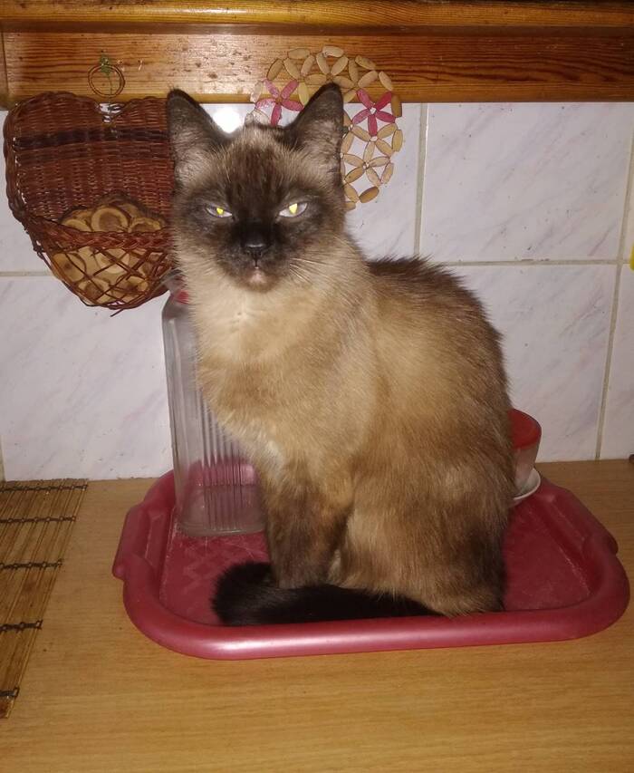 Фиби знает правила.