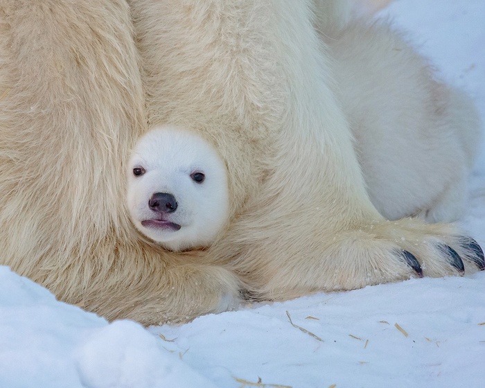 Медведица Герда с одной из своих дочек (Белка или Стрелка), Новосибирский зоопарк, фото Владимира Габова