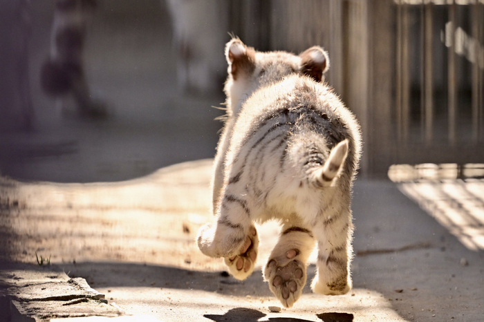 Вприпрыжку!
