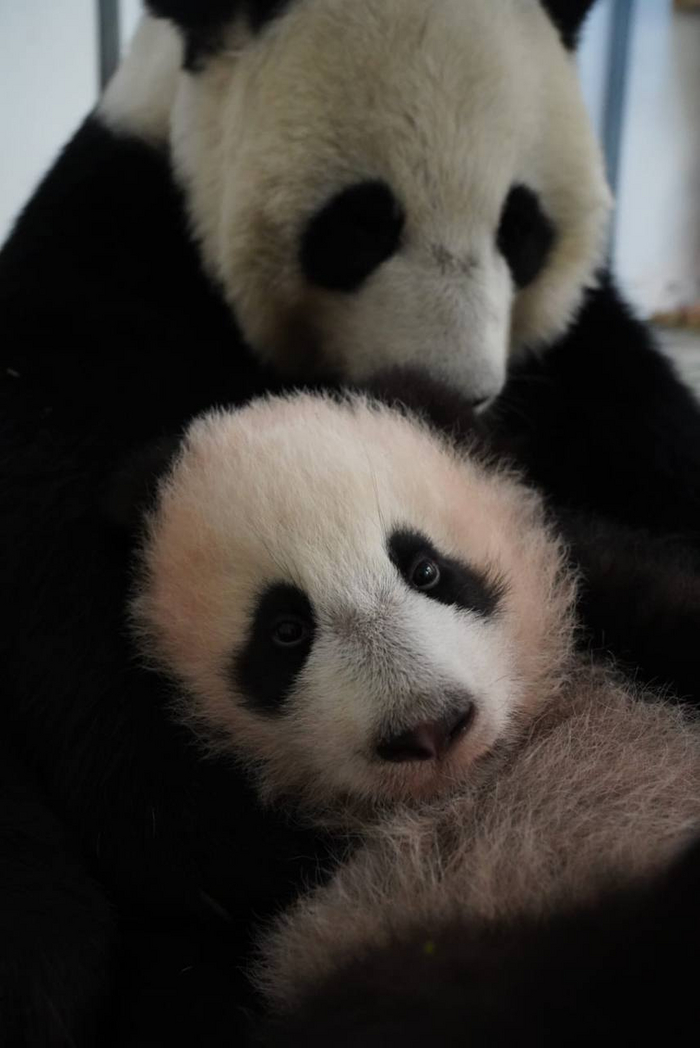 Малышка-панда с мамой Диндин