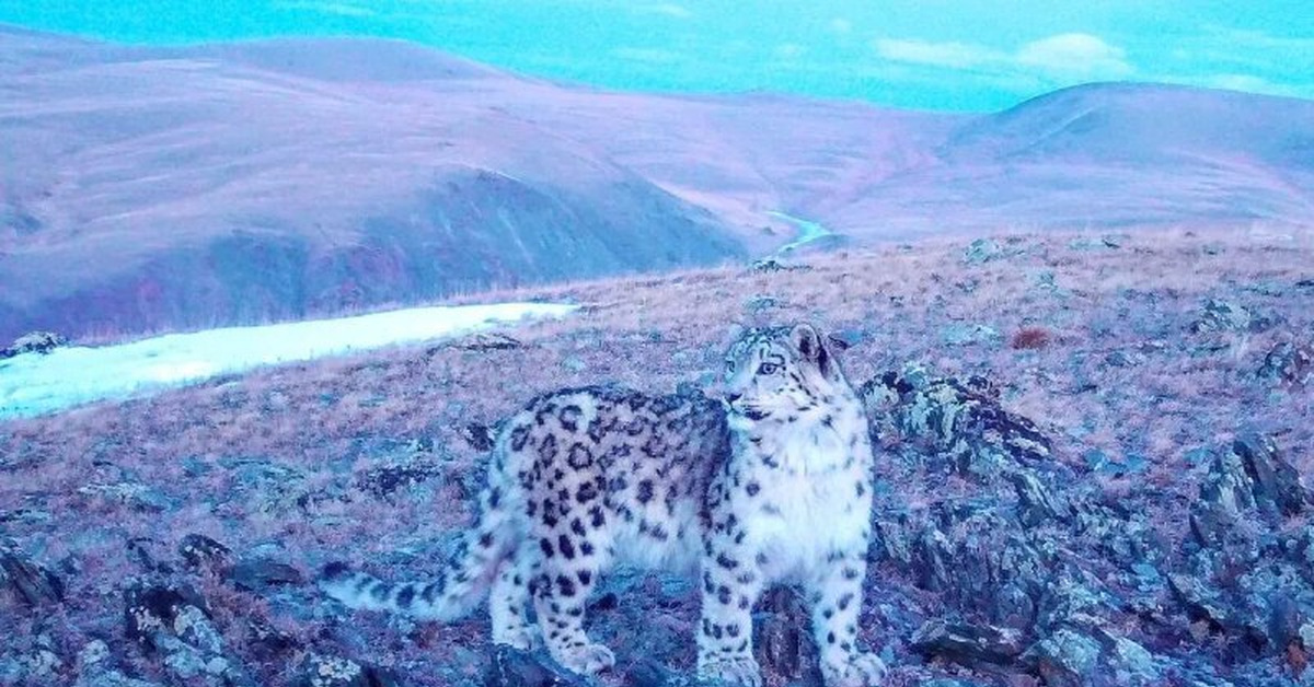 Сайлюгемский заповедник снежный Барс