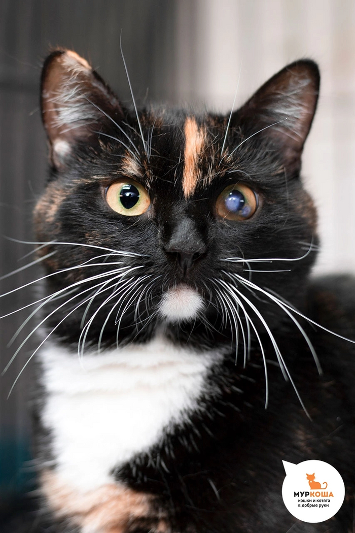 Кошечка Барда найдена на улице. Стесняется.