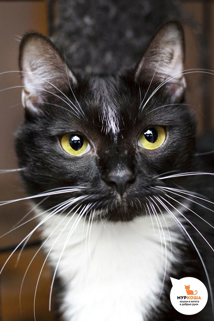 Царапочка домашняя, у нерадивых хозяев выпала из окна, но обошлось без серьезных последствий. Ласковая.