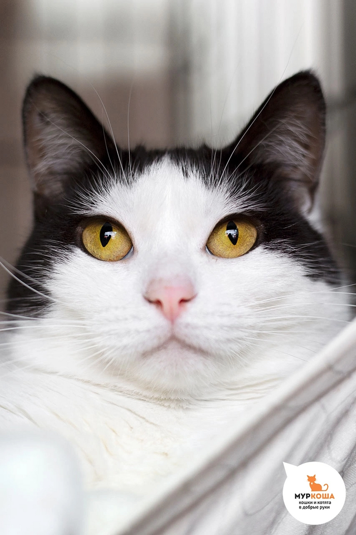 Кошечка Мулькая найдена на улице. Пока побаивается.