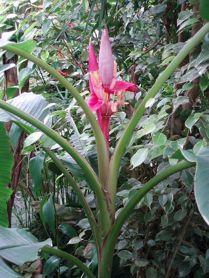 Банан заострённый