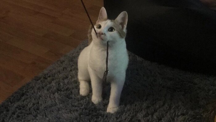 Игривый Печенькин уехал из приюта домой 26 ноября 2022 года. 