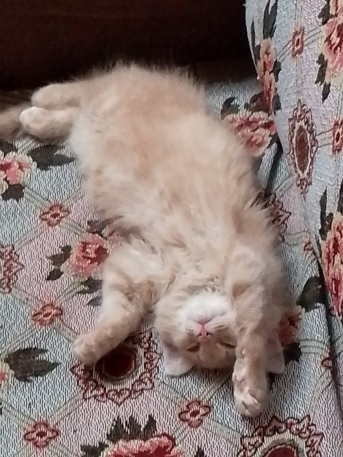 Кот | Пикабу