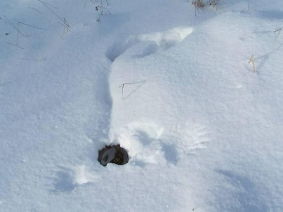 Птичек вполне можно понять