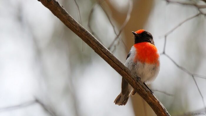 Petroica goodenovii,       .