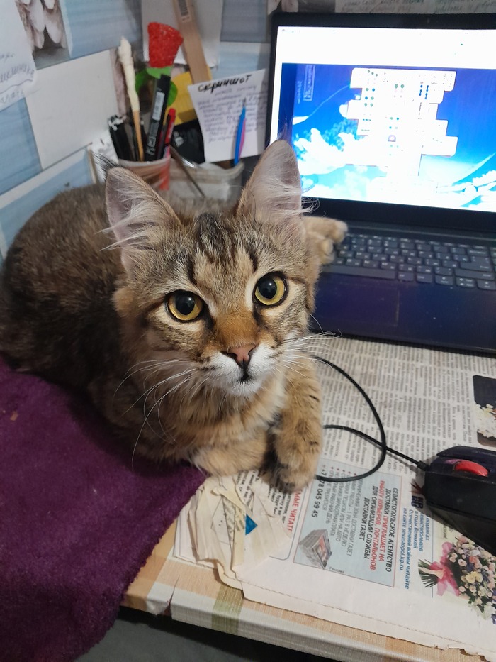 ��� ����-������