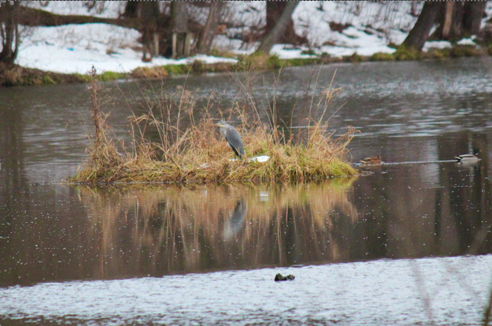 Серая цапля осталась зимовать