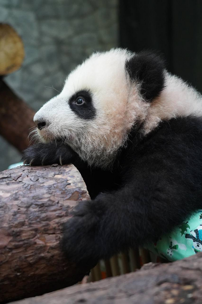 Ну очень похожа на Жуи)