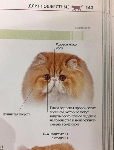 Котье зрение