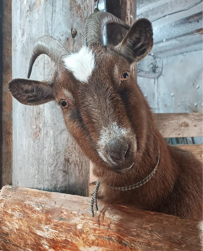 Funny goat: фотографии