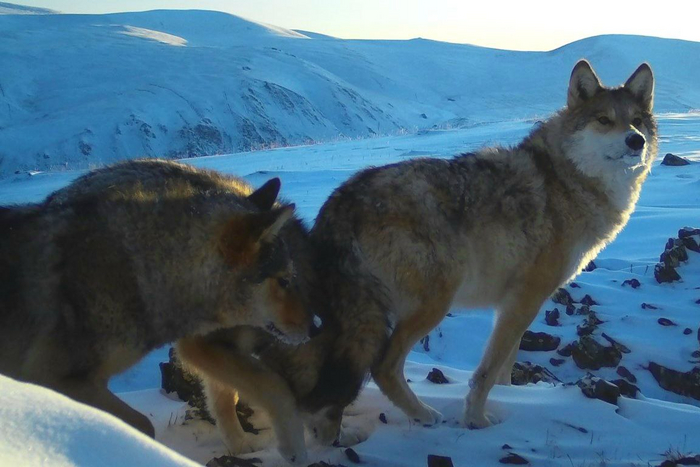 <a href="https://pikabu.ru/story/te_kotoryikh_nogi_kormyat_a_oni_vsyo_v_les_glyadyat_10964299?u=https%3A%2F%2Fcyberleninka.ru%2Farticle%2Fn%2Fo-podvidovom-polozhenii-altayskogo-gorno-tayozhnogo-volka-canis-lupus-altaicus&t=%D0%90%D0%BB%D1%82%D0%B0%D0%B9%D1%81%D0%BA%D0%B8%D0%B5%20%D0%B3%D0%BE%D1%80%D0%BD%D0%BE-%D1%82%D0%B0%D1%91%D0%B6%D0%BD%D1%8B%D0%B5%20%D0%B2%D0%BE%D0%BB%D0%BA%D0%B8&h=c37d732e92b0e4d3c2efb3d514806c7cf6e0a72f" title="https://cyberleninka.ru/article/n/o-podvidovom-polozhenii-altayskogo-gorno-tayozhnogo-volka-canis-lu..." target="_blank" rel="nofollow noopener"> - </a> Canis lupus altaicus