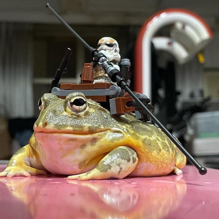 Средовые войны