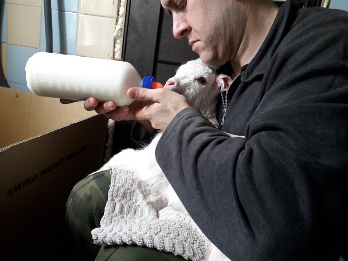 Муж кормит козляток.