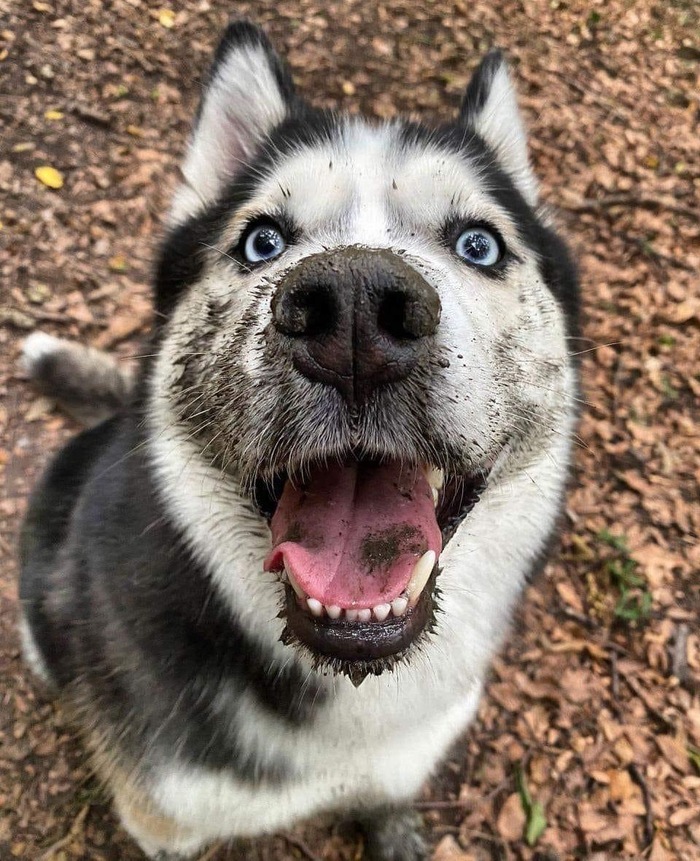 Нагулялся Собака, Милота, Прогулка, Домашние животные, Фотография