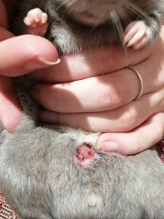 Что с крысом? Мальчик 1,5 года