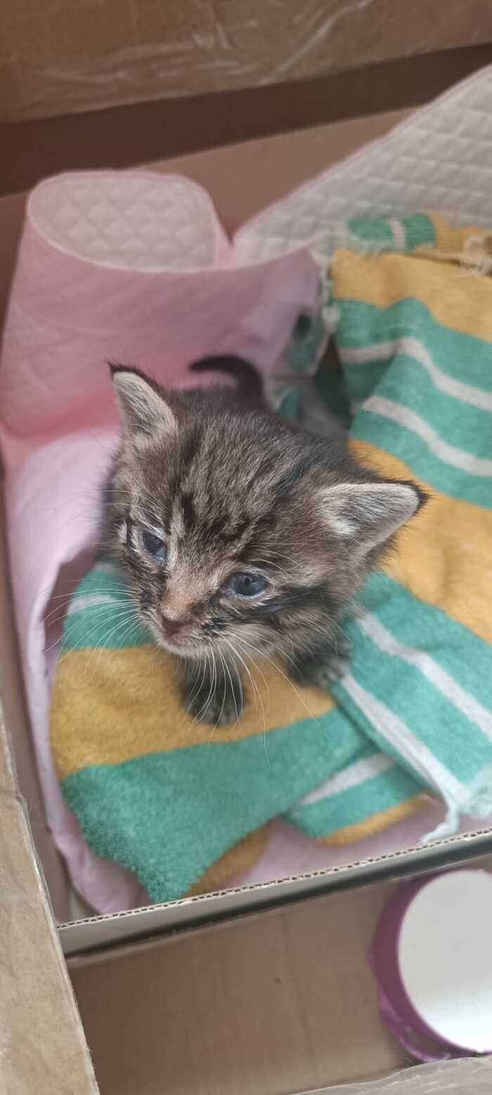 Первый день, после ветеринара, была посажена в коробку на карантин, у меня есть еще кошка, не хотелось чтобы и она заболела.