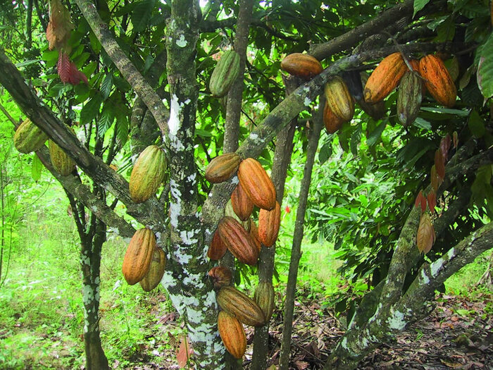 ����� ������